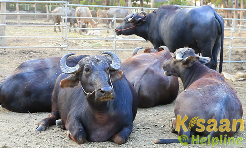 H.F crossbred and graded murah dairy farm Madhya Pradesh