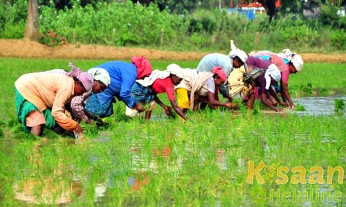 Krishi Vigyan Kendra, Talsande, Kohlapur
