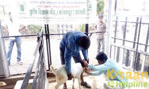 Krishi Vigyan Kendra, Kanchanpur, Sangli