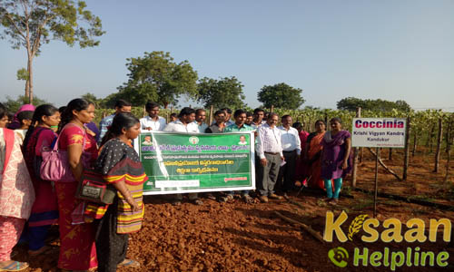 Krishi Vigyan Kendra, Kandukur, Prakasam