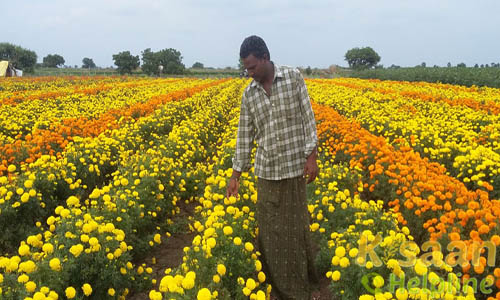 Seeding Of Marigold, Tomato Chilli, Cauliflower and Planting Material of Fruit Crop.