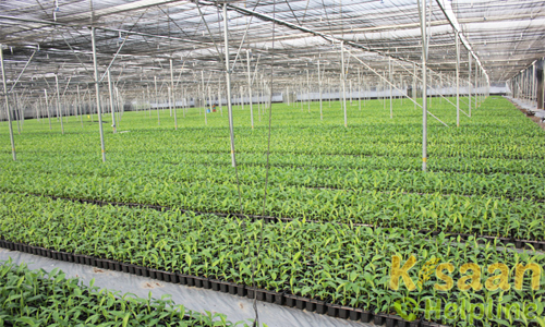 Production of Quality planting material in madhya pradesh