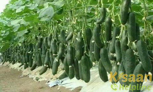 Pollyhouse for Capsicum/Cucumber Farming