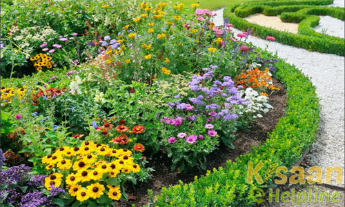 Production of Marigold In India