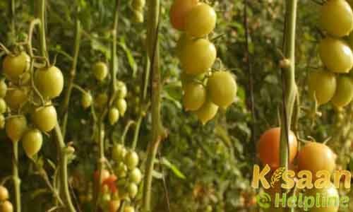 Production Of Planting Material | Agriculture Spots Info