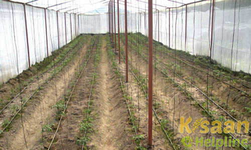 Polyhouse, Vermi Compost | Govt. Nursery Kailash Bagh Jaora