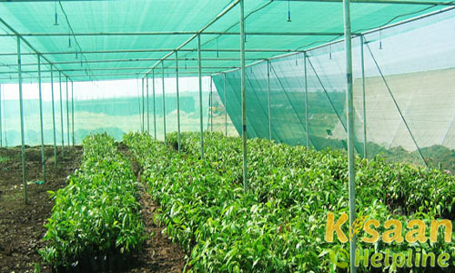 Polyhouse, Vermi Compost Unit | Agriculture Events