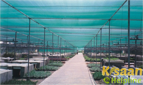 Pollyhouse and shade Net House | Madhya Pradesh Farmer Spot