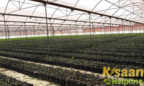 Raising of seeding, Marigold Tomato, Chilli,Cauliflower In M.P.