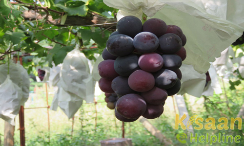 Table Grape And Pomegranate in Mathuri
