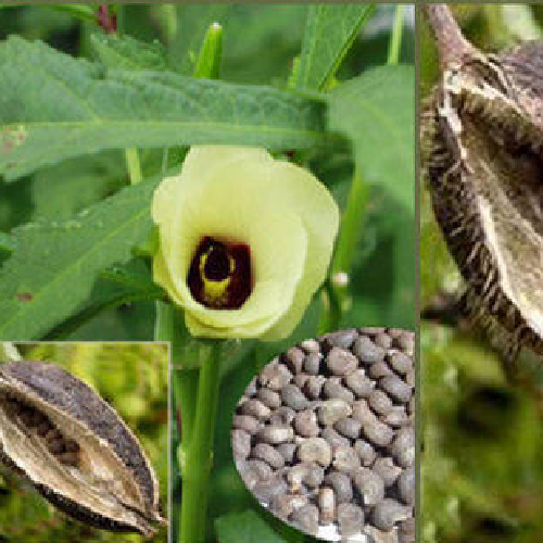 Abelmosk, ambrette, musk mallow