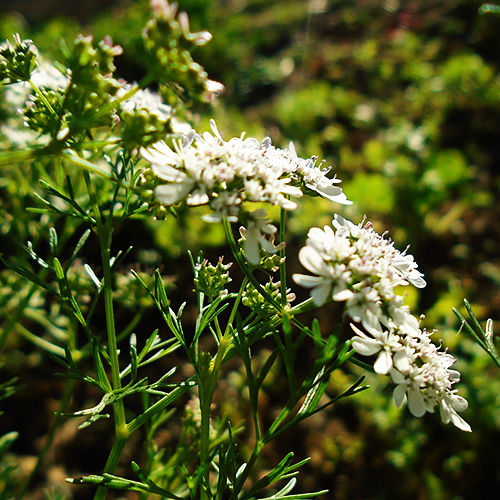  Ajwain (अजवायन)
