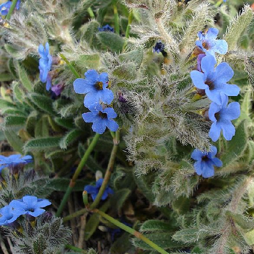 Alkanet (Ratanjot)