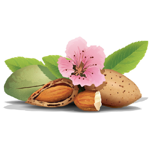 Almond (Badaam)