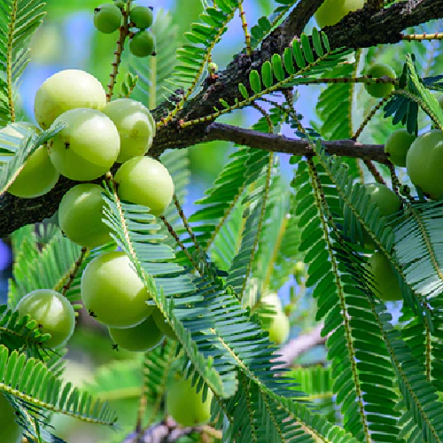 Amla (आँवला)
