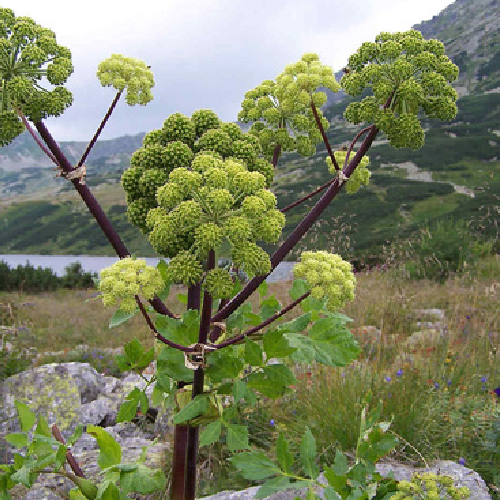Angelica (Choraka bheda)