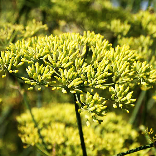 Anise (मोटी सौंफ़)
