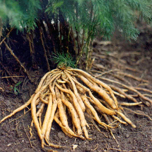 Asparagus (Sataavar)