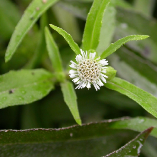 Bhangara, Bhringraj (Trailing Eclipta Plant)