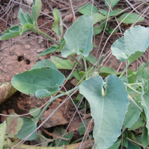 Birth wort (Kinnar, Hukka bel)