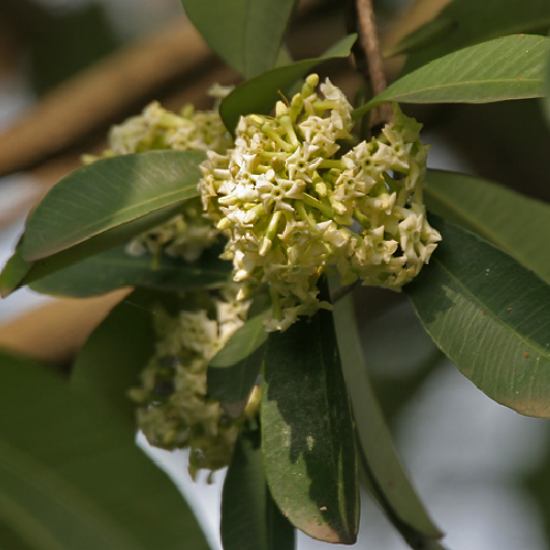 Blackboard tree or Devil's tree