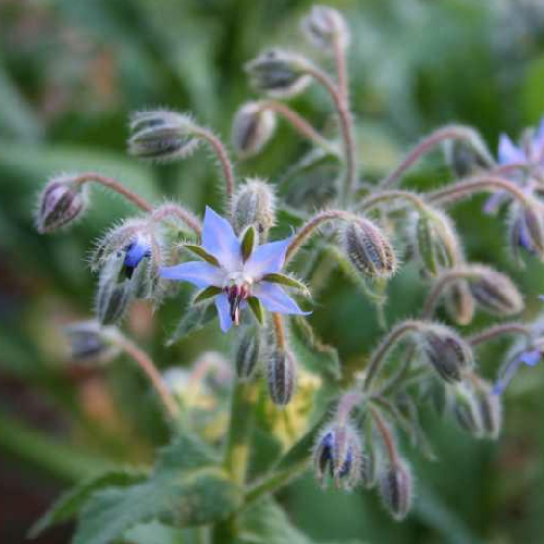 Borage (Gaozabaan)