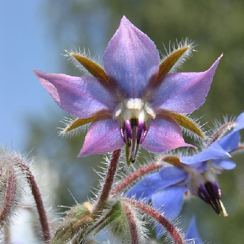 Borage 