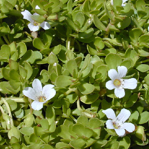 Brahmi