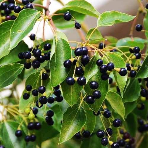 Camphor कपूर
