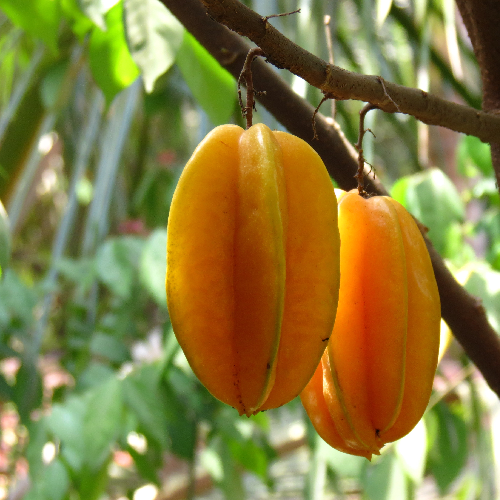 Carambola, Star Fruit