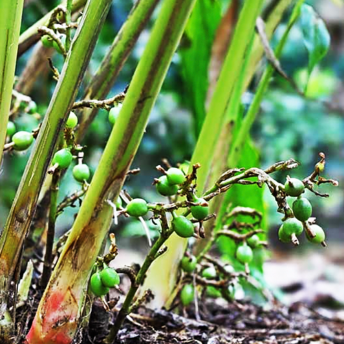 Cardamom (इलायची)
