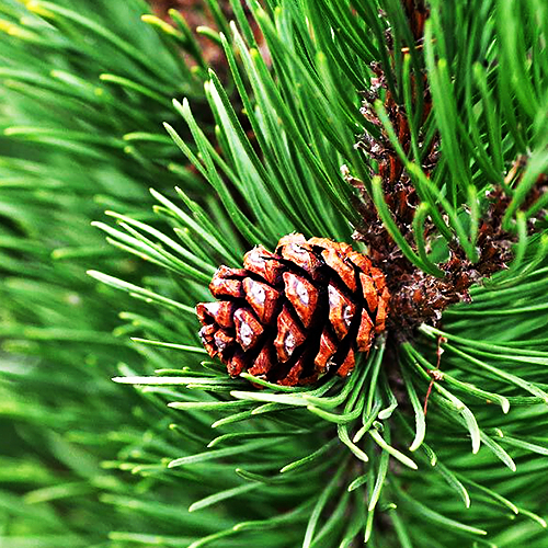 Cedar wood  (देवदार की लकड़ी)
