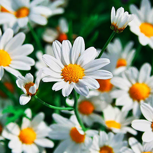 Chamomile (कैमोमाइल)
