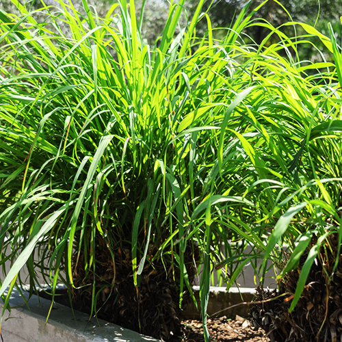 Citronella (सिट्रोनेला)
