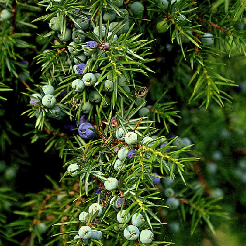 Common juniper (Haauber, Aaraar, abhal)