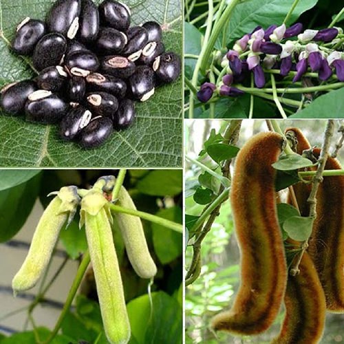 Cowhage, Horse-eye Bean (Gonca, Kauncha, Kavach)