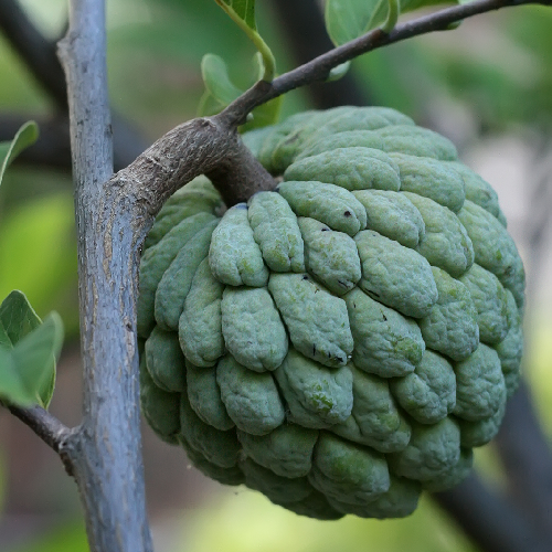 Custard apple, sugar apple 
