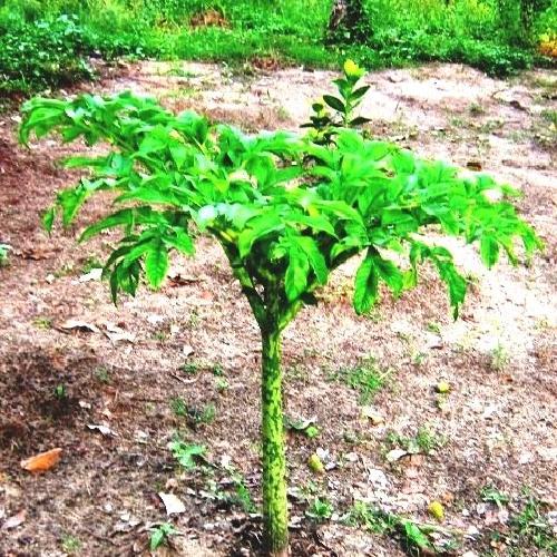 Elephant foot (Surana)