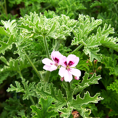 Geranium (जेरेनियम)
