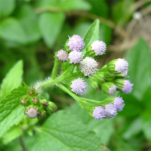 Goat weed, Billy goat weed, Tropical whiteweed  (Visadodi)