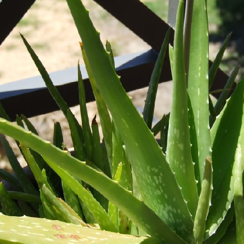 Gritkumari (Aloe Vera)