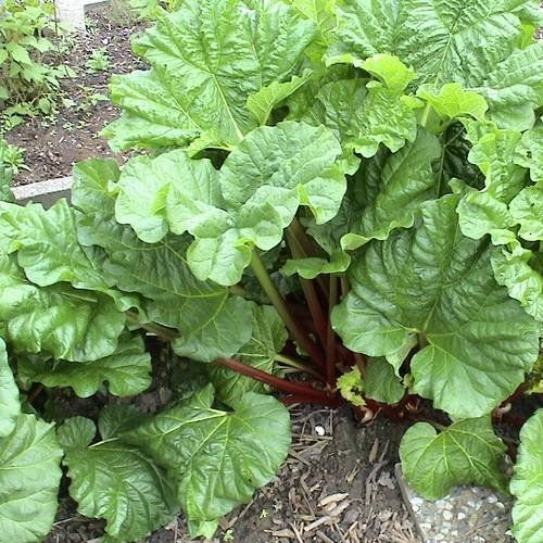 Himalayan rhubarb (Revandchini)