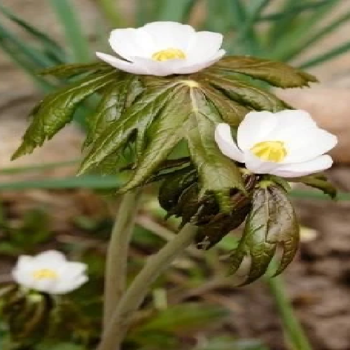 Indian podophyllum (Bankakdi)