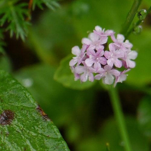 Indian valerian (Tagar)
