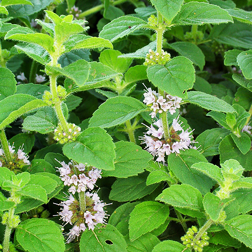 Japanese mint