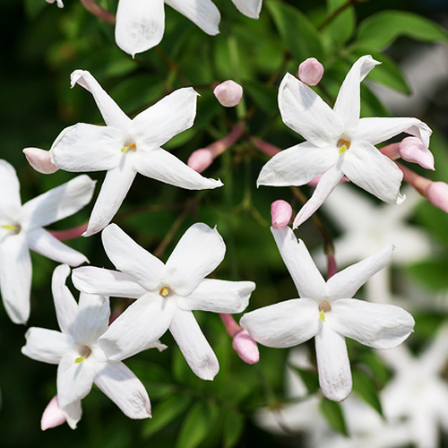 Jasmine (चमेली)

