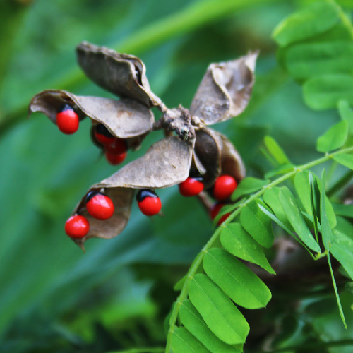 Jequirity  (Gunchi, Gunja, Gaunchi, Rati, Rosary pea)