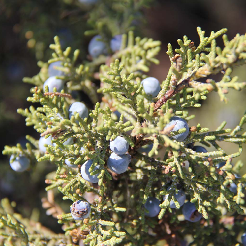 Juniper