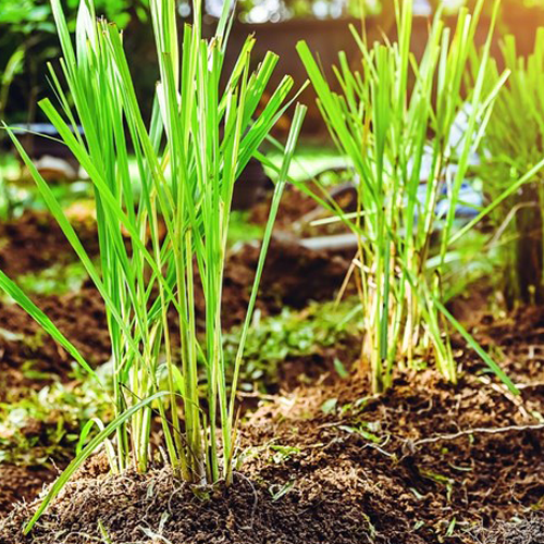 Lemongrass (लेमन ग्रास)
