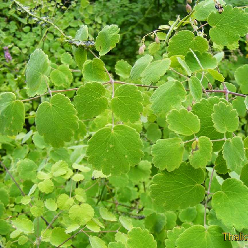 Mamiri (Pillijari, Pinjari, Shuprak)